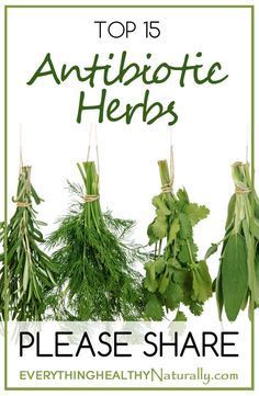 Healing Plants, Natural Antibiotics, Herbal Healing, Herbs For Health, Healing Herbs, Natural Health Remedies, Natural Home Remedies