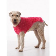 a dog wearing a pink sweater standing on a white background in front of the camera