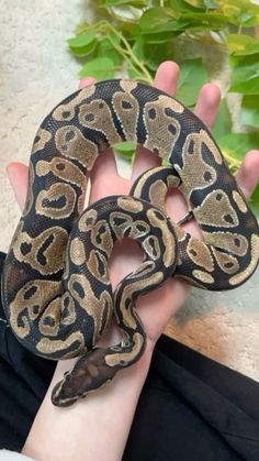 a person holding a large snake in their hand