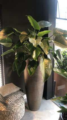 a large potted plant sitting on top of a table next to a foot stool