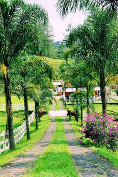 two horses are grazing on the grass in front of trees and a dirt road leading to a white fence