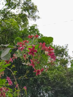 some pink flowers and green leaves in front of the trees with power lines behind them