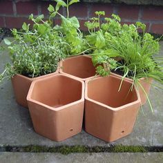 four clay hexagonal planters with plants growing out of them on the ground