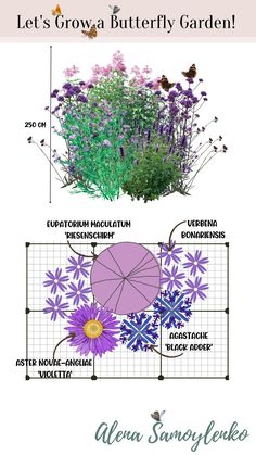 an info sheet showing the different types of flowers and plants that grow in this garden