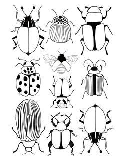 six different types of bugs in black and white