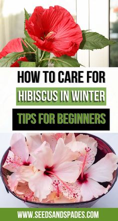 flowers in a bowl with the title how to care for hibiscus in winter tips for beginners