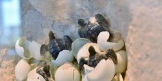 baby turtles hatched into their mother's egg shells