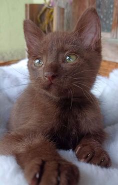 a brown kitten laying on top of a white blanket