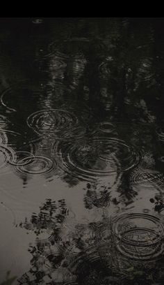 raindrops floating on the surface of water with trees reflected in it's reflection