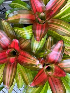 Neoregelia Freddy a delightful bromeliad that adds a touch of exotic beauty to any indoor or outdoor space. Shipped bare root. Here are the key details about this fascinating plant: Appearance: Neoregelia 'Freddy' is a blushing bromeliad with an open rosette composed of 12-20 strap-shaped leaves. Each leaf bears longitudinal stripes of green and cream, creating an attractive contrast. The center of the plant is suffused with a bright red hue. In summer, it produces small, tubular pale violet flowers within the rosette cup. Size and Form: These compact plants typically grow to a diameter of 40 cm (about 16 inches). The leaves stand straight up, forming a rosette shape. Neoregelia 'Freddy' is an ideal choice for both pots and landscaping. Growing Conditions: It prefers strong filtered light, Interesting Plants, Norman Bates, Hannibal Lecter, Colorful Plants, Soft Water, Violet Flower, Pretty Plants, Plant Collection, Bright Lights