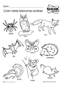 an animal worksheet for kids to learn how to write and draw animals with their names