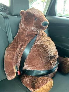 A Teddy Bear, A Car, Stuffed Animals, The Back, Teddy Bear, Toys, Crochet, Animals