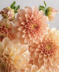 an arrangement of peach colored flowers with green leaves on the top and bottom, in front of a white background