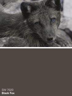 a black and white photo of a grey wolf with blue eyes looking at the camera