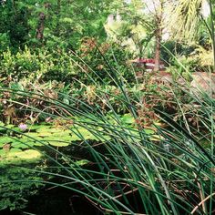 the pond is full of water lilies and other plants in it's natural habitat