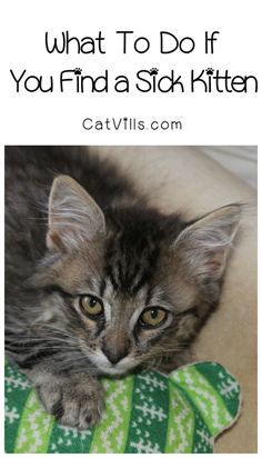 a cat laying on top of a green and white pillow with the caption what to do if you find a sick kitten