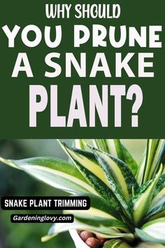 a snake plant with the words, why should you prune a snake plant?