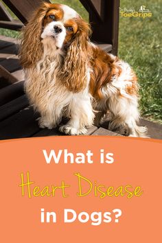 Heart disease in dogs is an umbrella term used to describe many different canine heart conditions which can have a variety of causes. To help you navigate heart disease in dogs, integrative veterinarian Dr. Julie Buzby defines heart disease in dogs, explains how it relates to heart failure in dogs, uncovers what abnormalities of the heart can lead to signs of heart disease, and shares the three most common heart conditions in dogs. Enlarged Heart, Dr Julie, Cardiac Disease, Heartworm Prevention, Vet Medicine, Dog Heart, Heart Anatomy, Umbrella Term