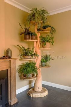 there are many potted plants in the corner of this room, including one tree