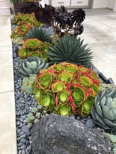 an assortment of succulents and rocks in a garden