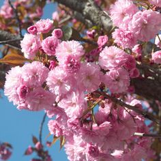 pink flowers blooming on the branches of a tree