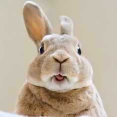 a close up of a rabbit on a bed