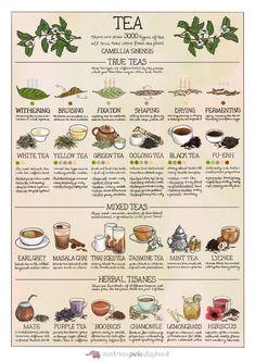 a poster showing the different types of teas and their uses in each type of drink