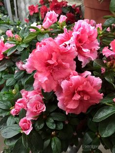 pink flowers are blooming in the garden