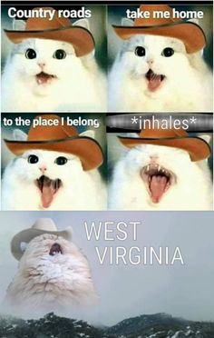 a white cat wearing a cowboy hat with caption saying country roads take me home to the place i belong west virginia