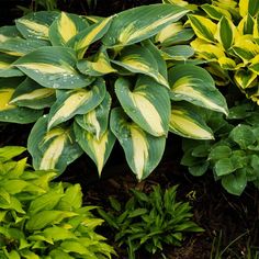 green and yellow plants with water droplets on them in a garden area, close up