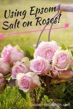 pink roses in a basket with the words using epson salt on roses