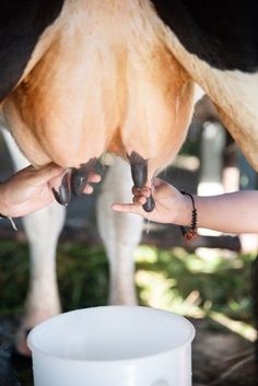 a cow being fed milk from a cup by someone's hand with their fingers