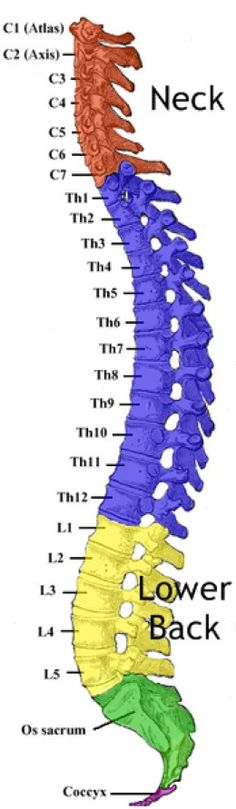 Forensic Anthropology, Spinal Column, Human Spine, Human Skeleton, Medical Coding, Spinal Cord, Whiplash, Anatomy And Physiology, Human Anatomy