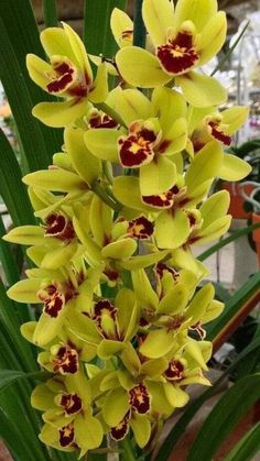 yellow and red orchids are blooming in the garden