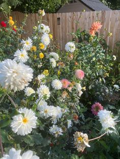 a garden filled with lots of white and yellow flowers