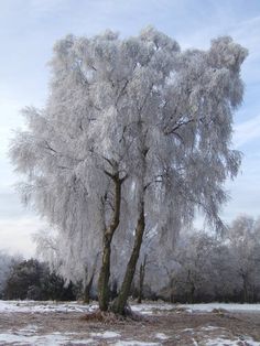 two large trees covered in snow next to each other