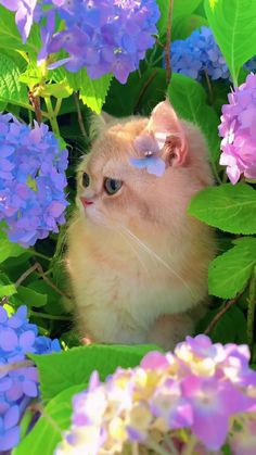 a kitten sitting in the middle of purple and blue flowers