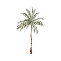 a palm tree on a white background