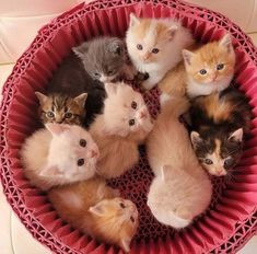 a group of kittens sitting in a pink basket on top of a white table