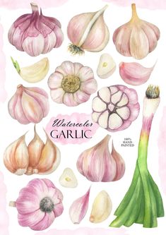 an illustration of garlic on a pink background with the words univered garlic written below it