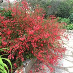 a bush with red flowers in the middle of a stone walkway surrounded by greenery