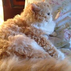 a fluffy cat laying on top of a bed