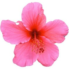 a pink flower with red stamens on it's petals and yellow stamen