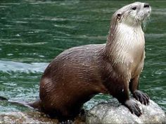 an otter sitting on top of a rock in the water