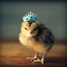 a small chicken wearing a blue crown on top of it's head