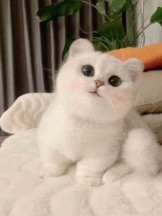 a white cat sitting on top of a bed next to a plant