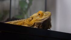 an orange and yellow lizard sitting on top of a table