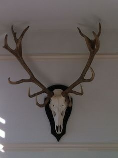 a deer's head mounted on the wall with antlers hanging from it's sides