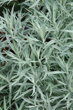 a close up view of some very pretty green plants