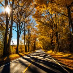 an empty road surrounded by trees in the fall